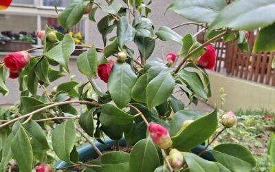 Procvala naša kamelija…